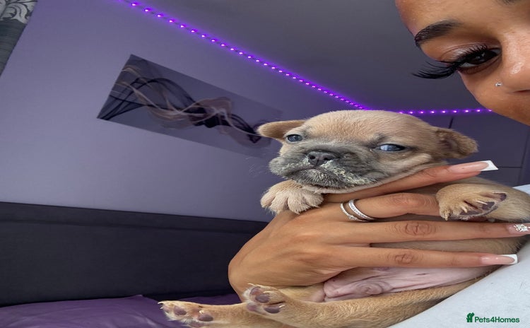 French Bulldog dogs - Advert 12