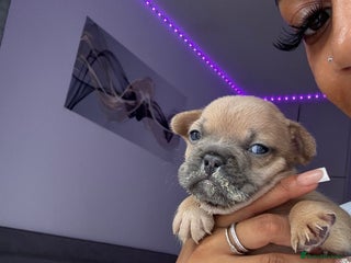 French Bulldog dogs - Advert 6
