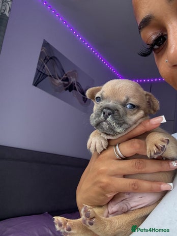 French Bulldog dogs - Advert 1