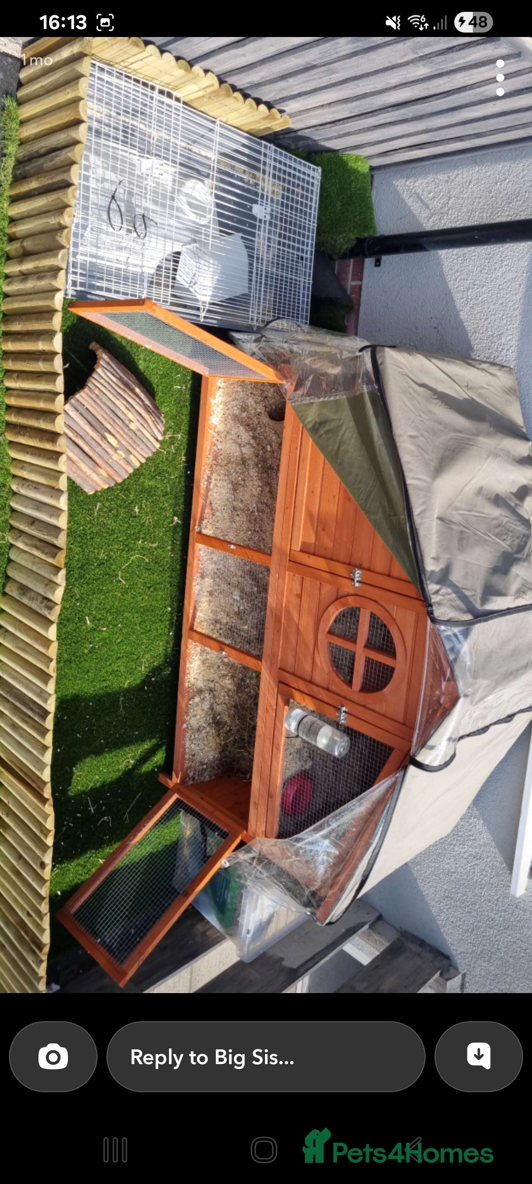Guinea Pig rodents for sale: 2 x Female Guinea pigs and full set up - Image 4