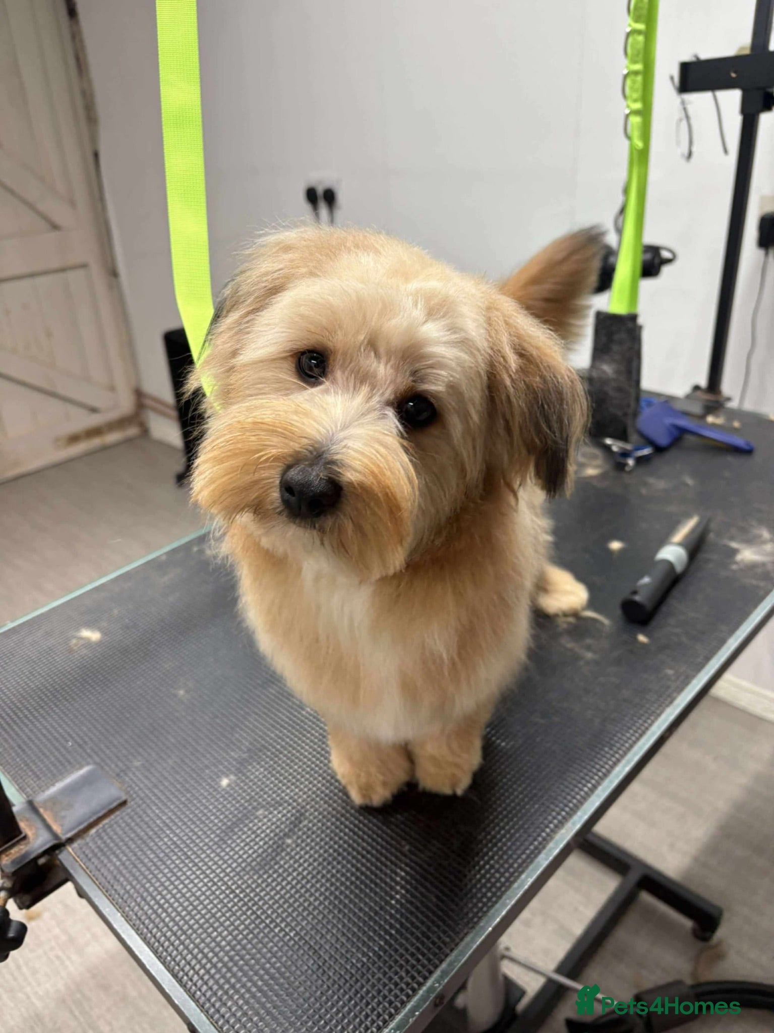 Mixed Breed dogs Beautiful yorkiepoo x Pomeranian - Advert 7