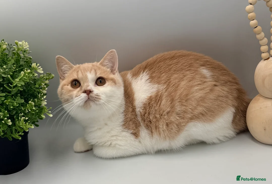 British Shorthair cats for sale: PEDIGREE REGISTERED CHUNKY BRITISH SHORTHAIRS - Advert 2