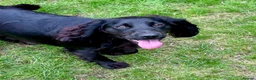 Cocker Spaniel dogs for sale: Female working cocker - Advert 5