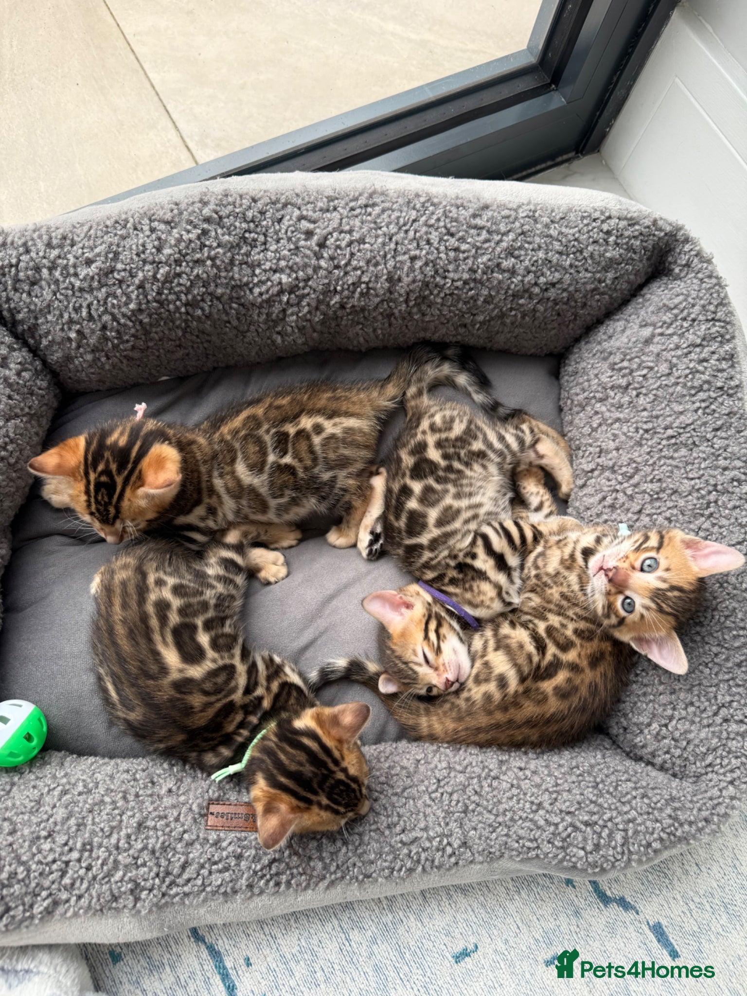 Bengal cats TIKA registered 5th Pedigree bengal kittens  - Advert 2