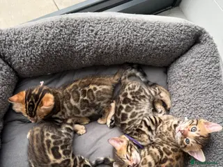 Bengal cats TIKA registered 5th Pedigree bengal kittens - Advert 2