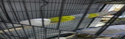 Budgerigars birds for sale: All Colours in Budgies - Advert 5