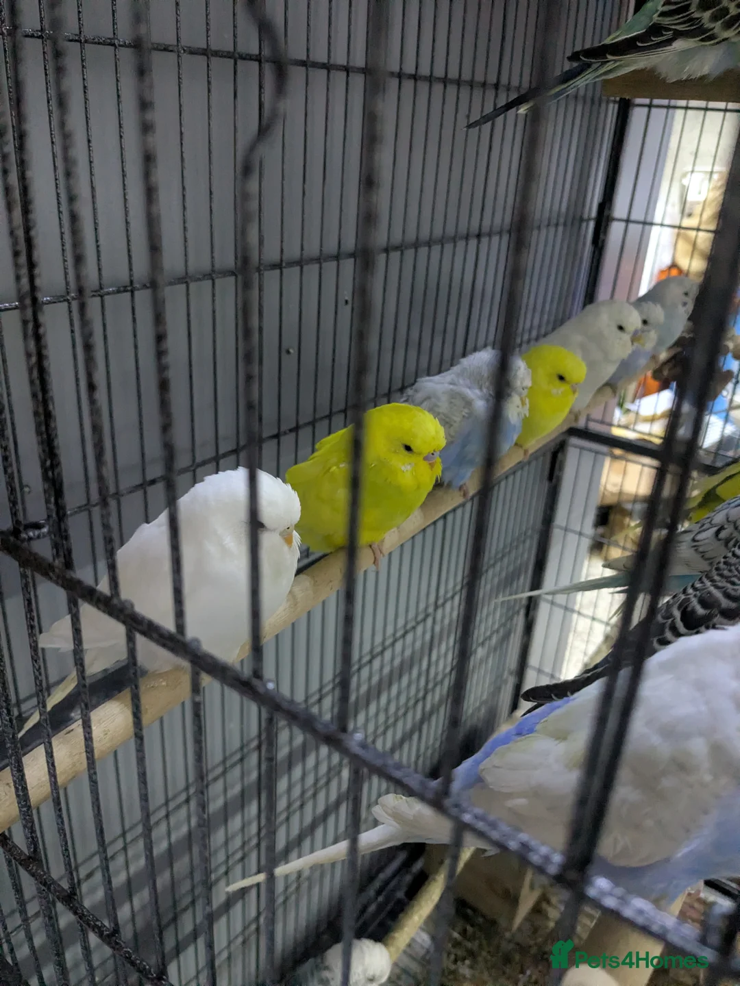 Budgerigars birds for sale: All Colours in Budgies - Advert 5