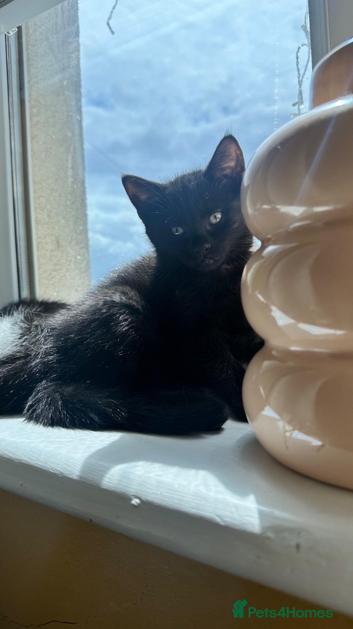 Mixed Breed cats for sale: Ready too leave beautiful kittens 2 temaining - Advert 9