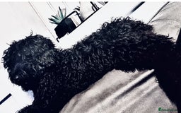 Mixed Breed dogs for sale: Doxiepoo Puppies For Sale  - Image 13