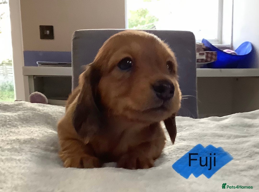 Miniature Dachshund dogs for sale: PRA Clear Mini Longhair Dachshund Pups Cream Red.. - Advert 4