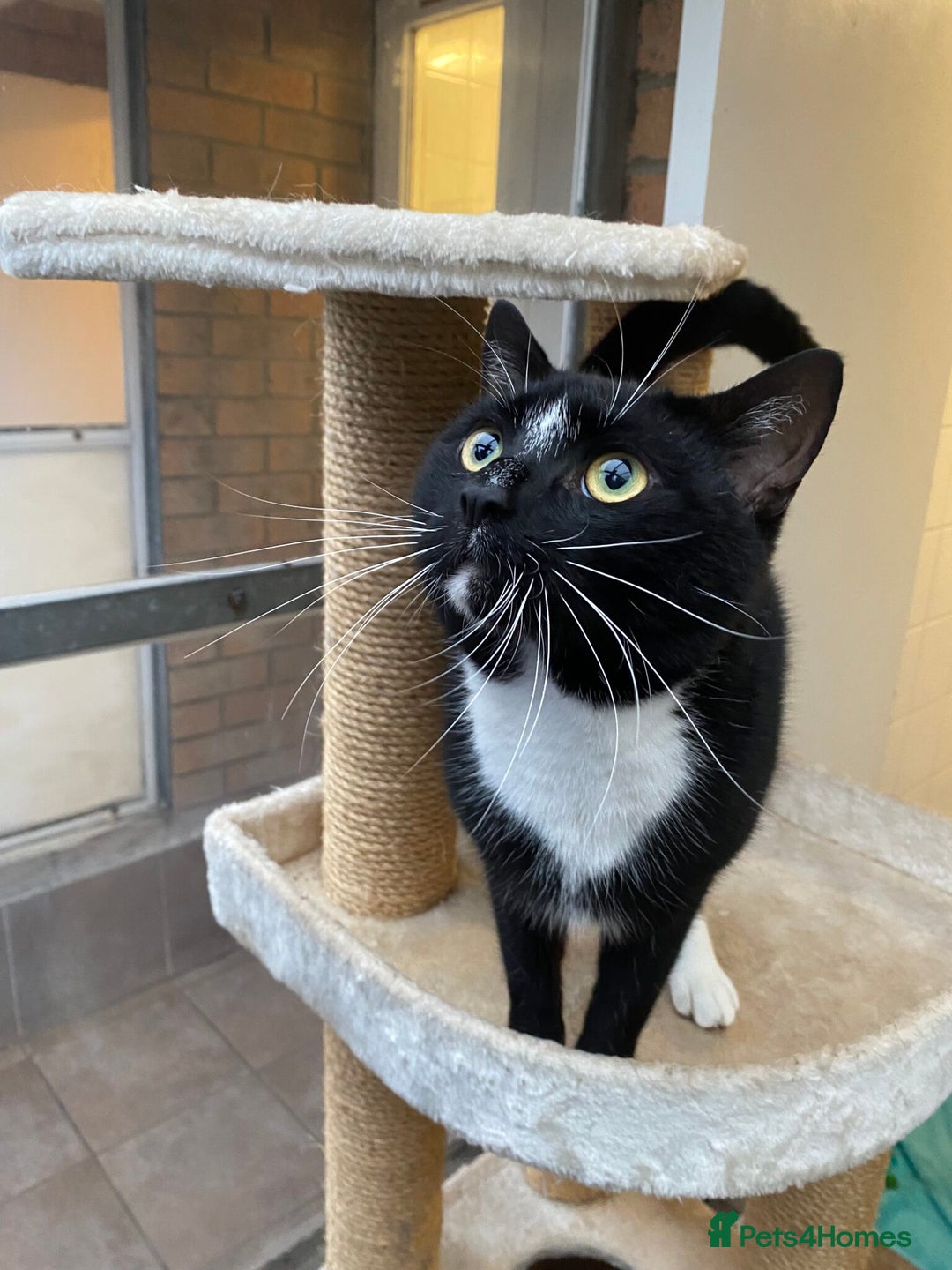 Domestic Shorthair cats for sale: 4 Year Old Moggie Looking For A New Home - Image 1
