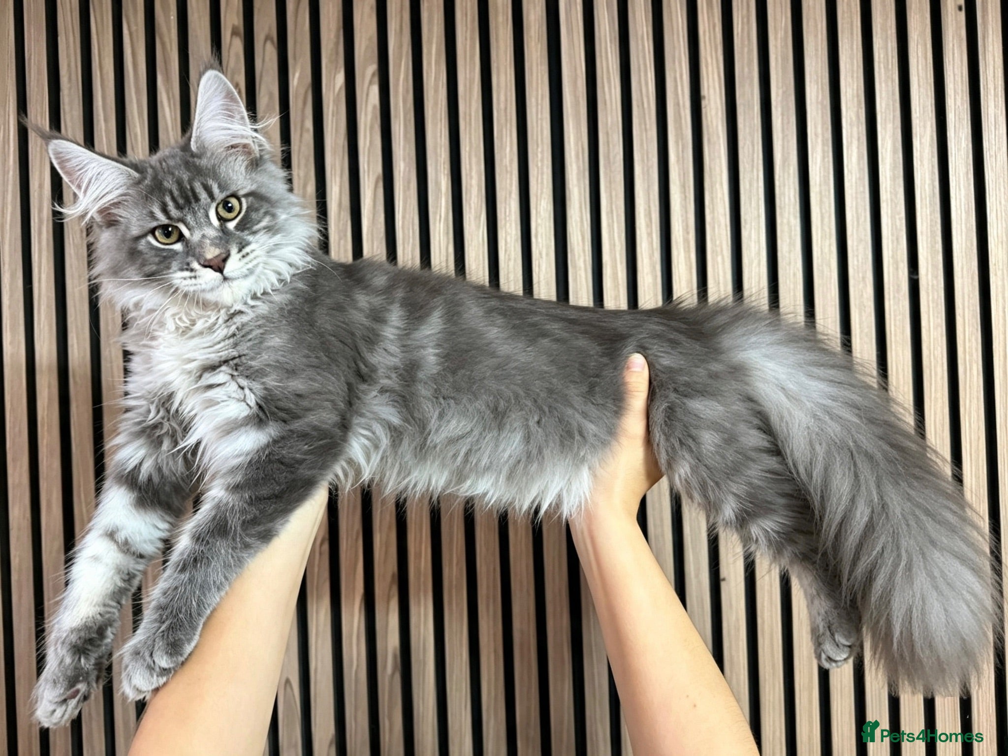 Maine Coon cats ❤️ Beautiful Active Maine Coon XL TICA Kittens ❤️ - Advert 1