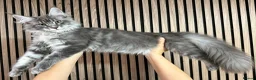Maine Coon cats for sale: ❤️ Beautiful Active Maine Coon XL TICA Kittens ❤️ - Advert 3