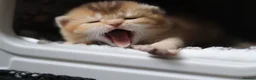 British Shorthair cats for sale: Beautiful TICA Kittens -Exceptional Pedigree Lines - Advert 30