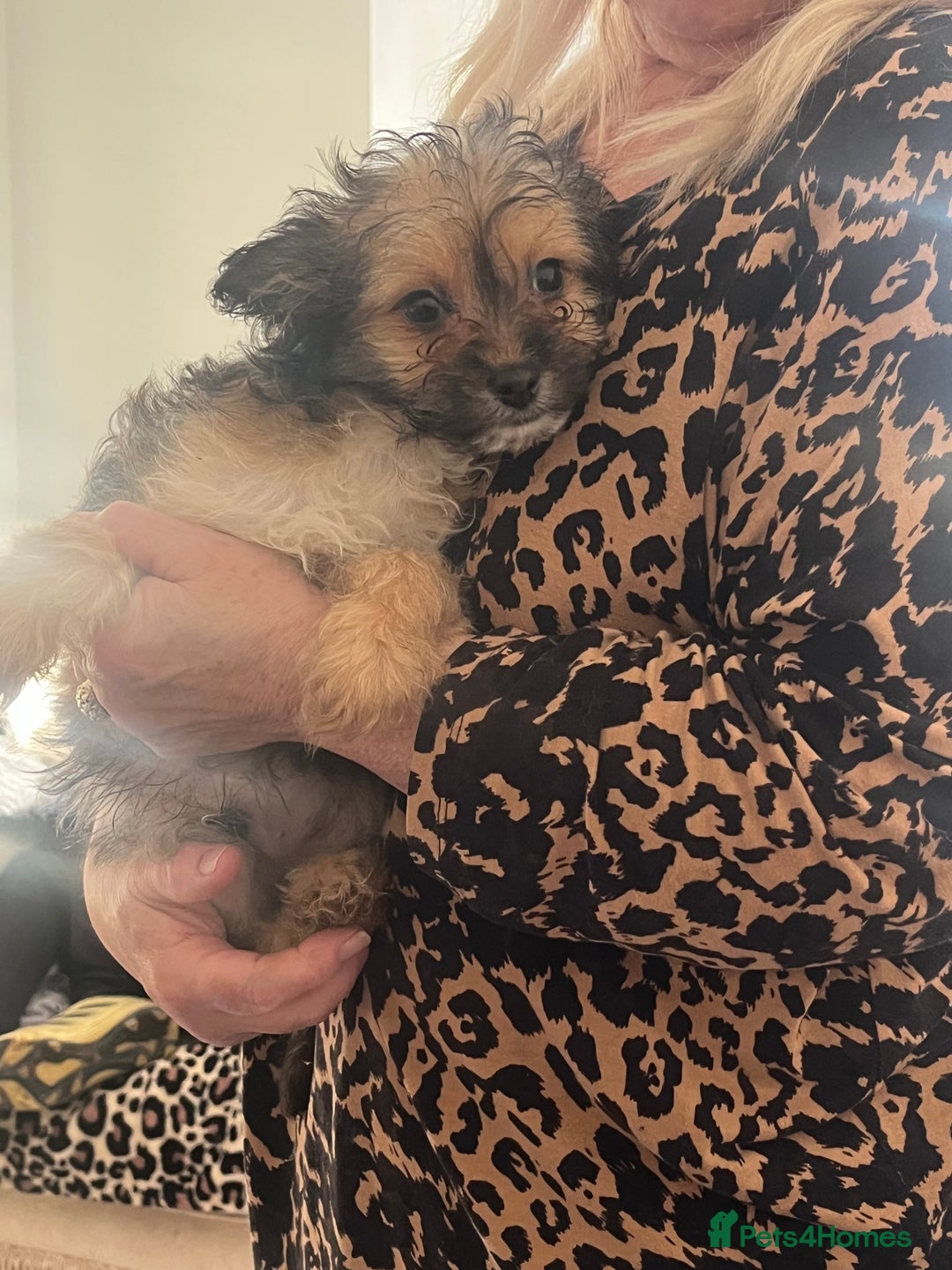 Mixed Breed dogs for sale: Fluffy babies  - Advert 3