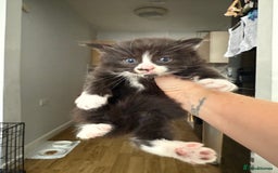 Mixed Breed cats for sale: 2 beautiful female cats **one being half ragdoll** - Image 4