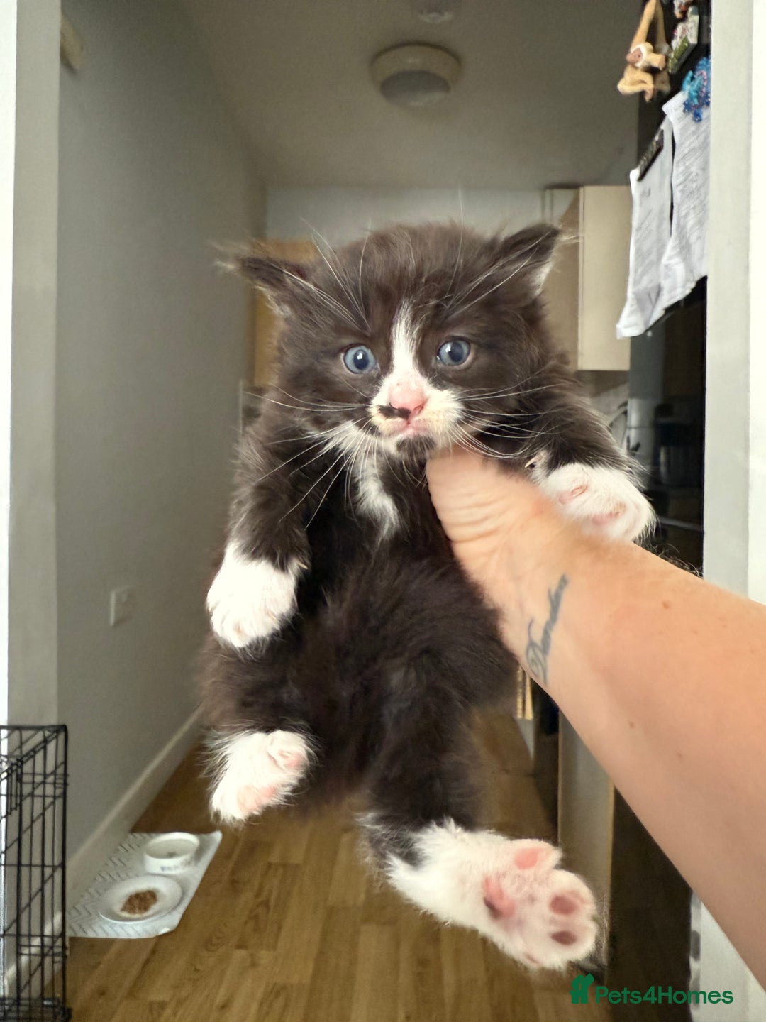 Mixed Breed cats for sale: 2 beautiful female cats **one being half ragdoll** - Image 4