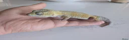 Leopard Gecko reptiles for sale: 7-Year-Old Leopard Gecko + Full Vivarium Setup - Advert 4