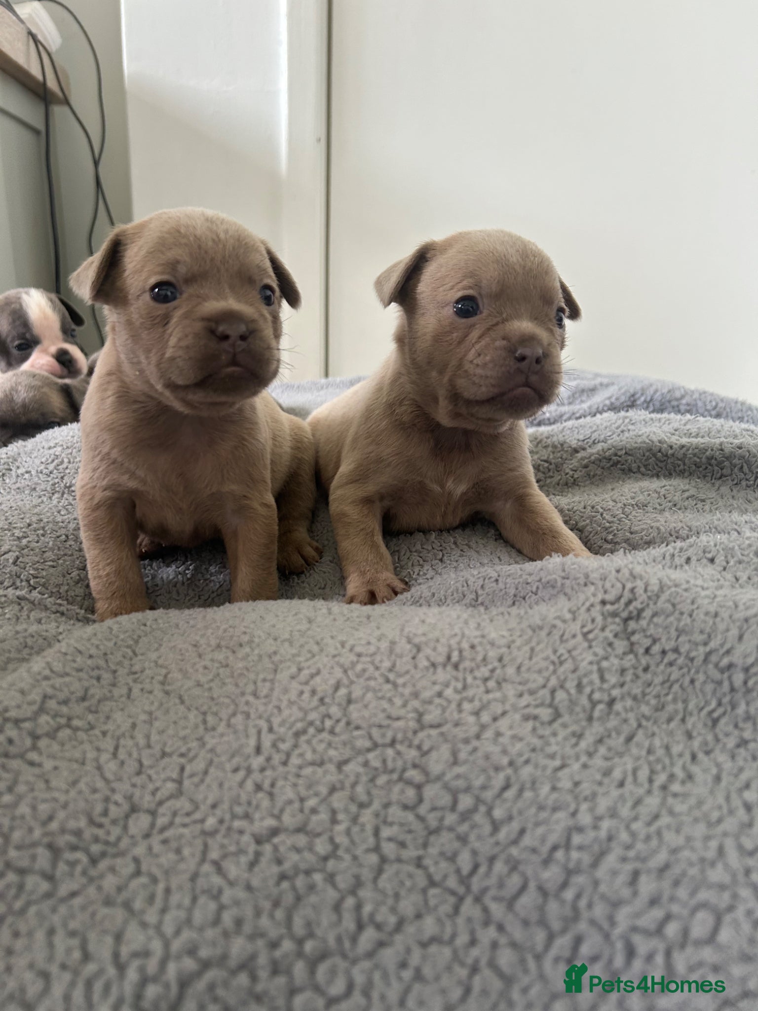 Mixed Breed dogs Frenchie mixed - Advert 15