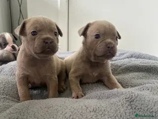 Mixed Breed dogs Frenchie mixed - Advert 15