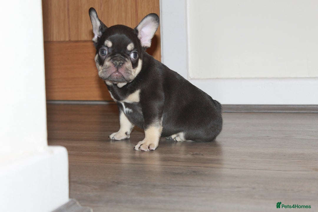 French Bulldog dogs for sale: ULTRA RARE - RAINBOW LITTER NON FLUFFY FRENCHIES - Advert 24