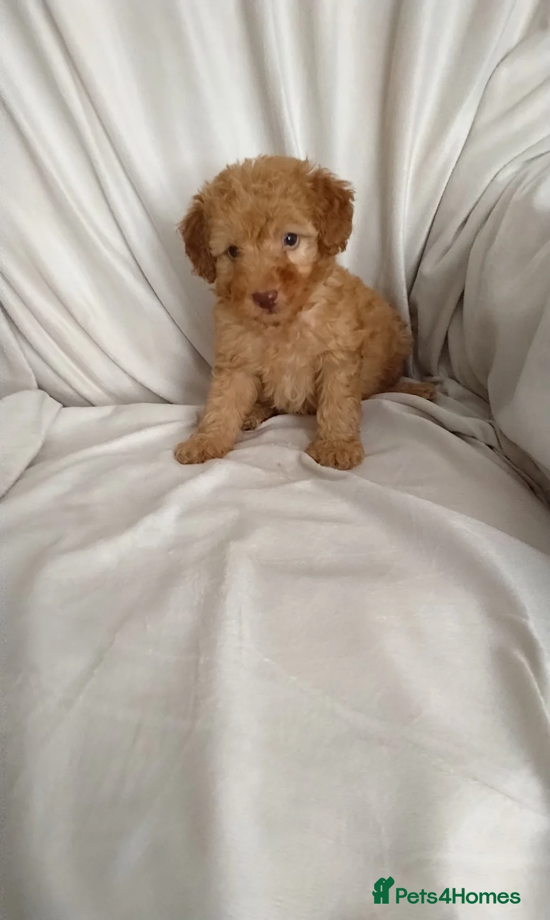 Toy Poodle dogs for sale: Toy poodle puppies  - Advert 13