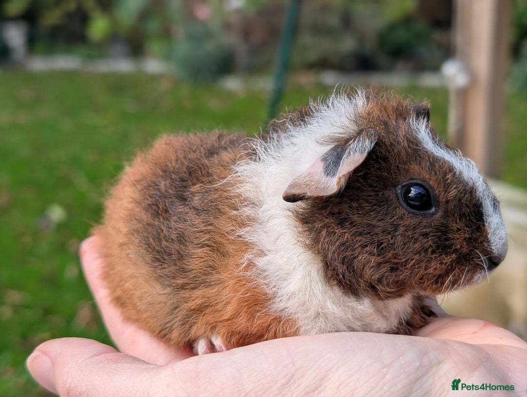 Guinea Pig rodents for sale: Gorgeous guinea pig pups - Image 5