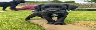 Blue Dog