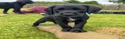 Mixed Breed dogs for sale: 🌟Ready Now🌟 GWPxLab - Advert 15
