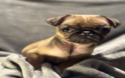 Pug dogs for sale: Beautiful pug puppies - Advert 9