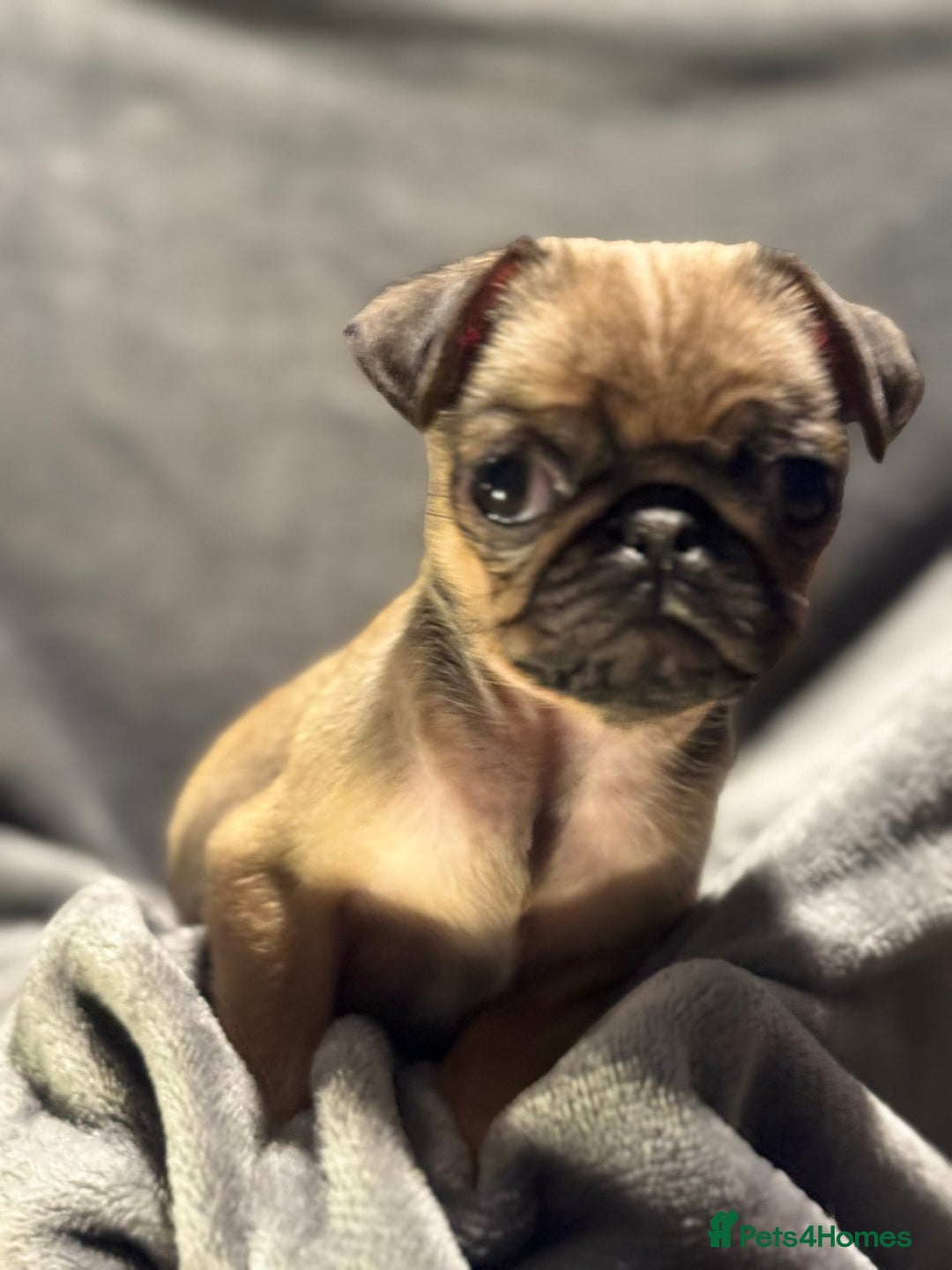 Pug dogs for sale: Beautiful pug puppies - Advert 9