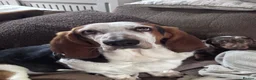 Basset Hound dogs for sale: Basset Hound looking for new home in Aberystwyth - Advert 3