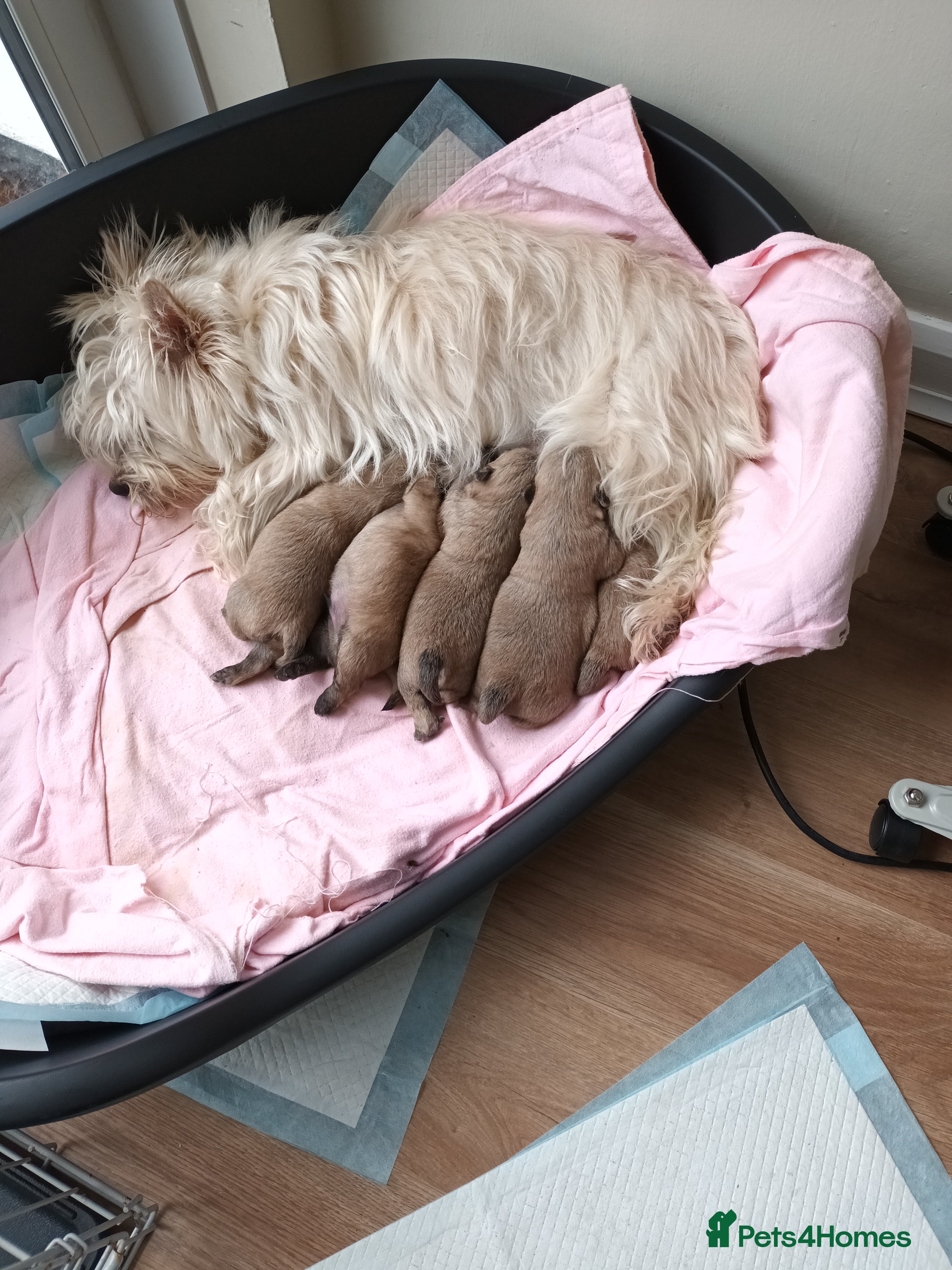 Cairn Terrier dogs 5 Adorable Cairn Terrier Pups - Advert 12