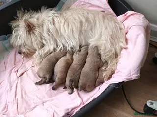 Cairn Terrier dogs 5 Adorable Cairn Terrier Pups - Advert 16