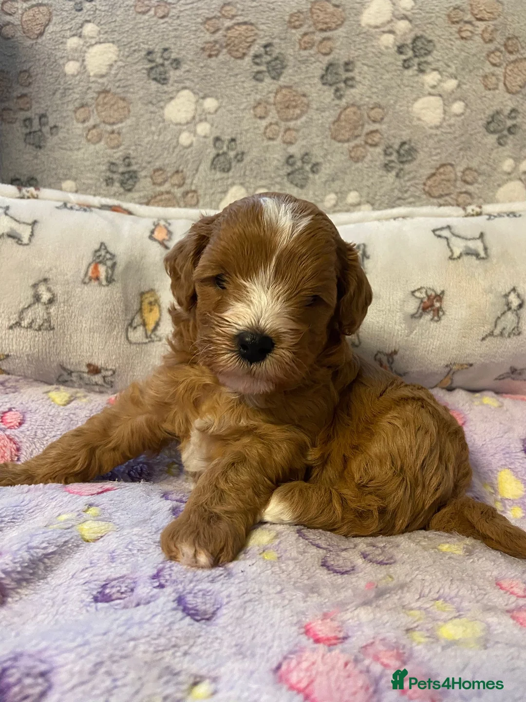 Cavapoo dogs for sale: Beautiful Cavapoo Puppies Ready to leave end ofFeb - Advert 2