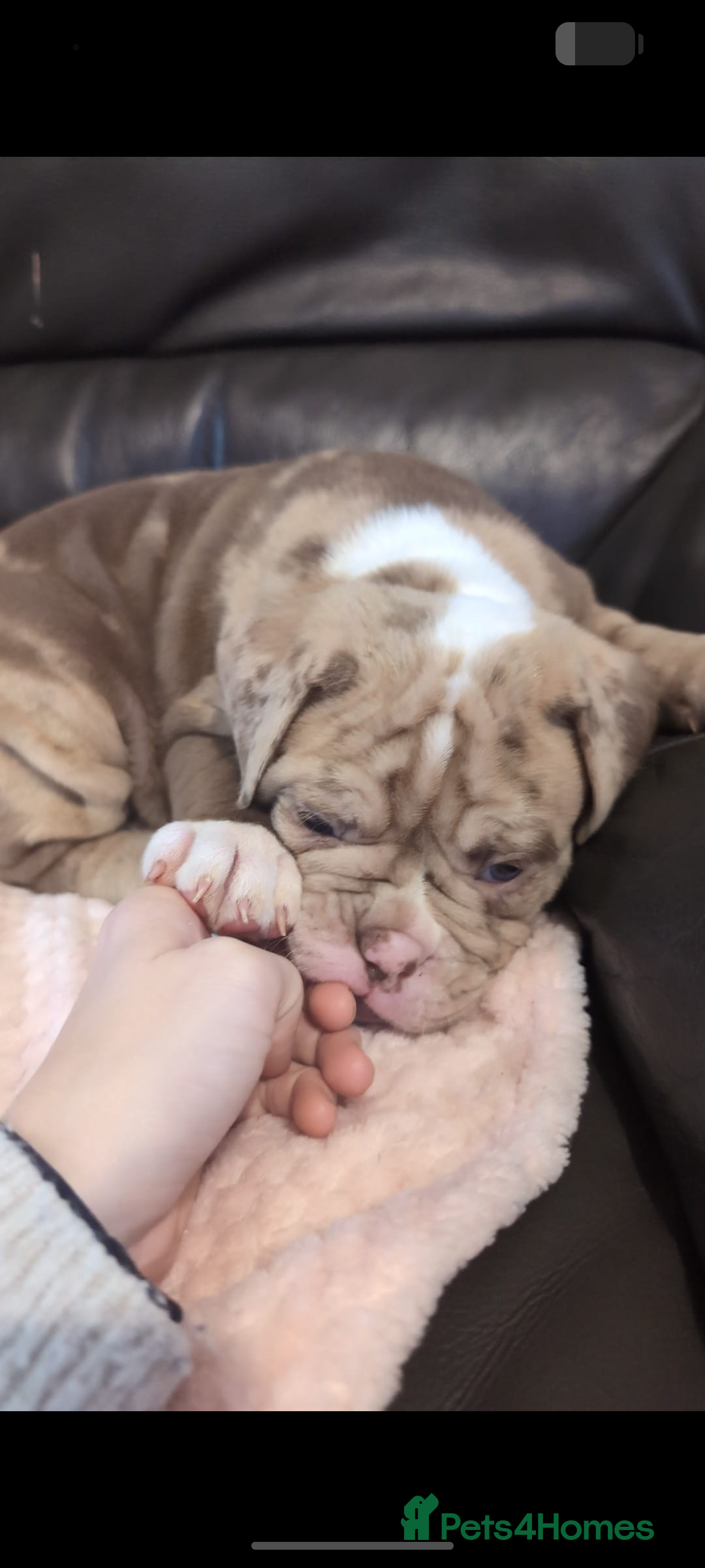 Olde English Bulldogge dogs Old tyme English bulldog - Advert 6