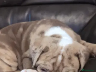 Olde English Bulldogge dogs Old tyme English bulldog - Advert 6