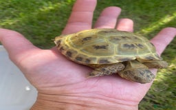 Tortoise reptiles for sale: Horse field  - Image 3