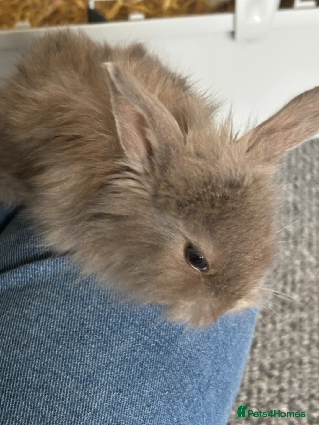 Mini Lion Lop rabbits for sale: 4 bunnies for sale - Advert 2