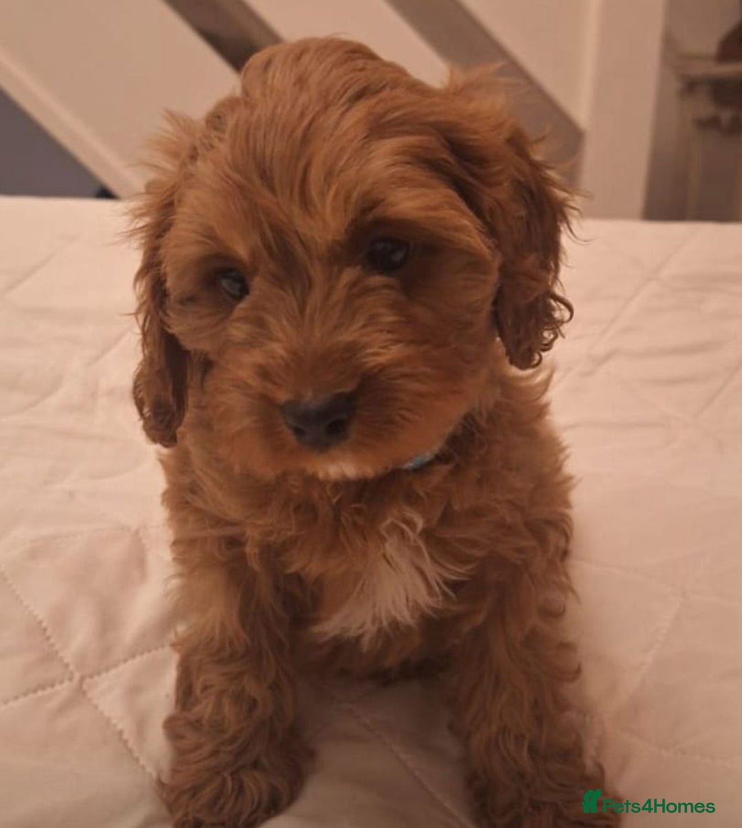 Cavapoo dogs for sale: Beautiful F1 Cavapoos - Advert 3