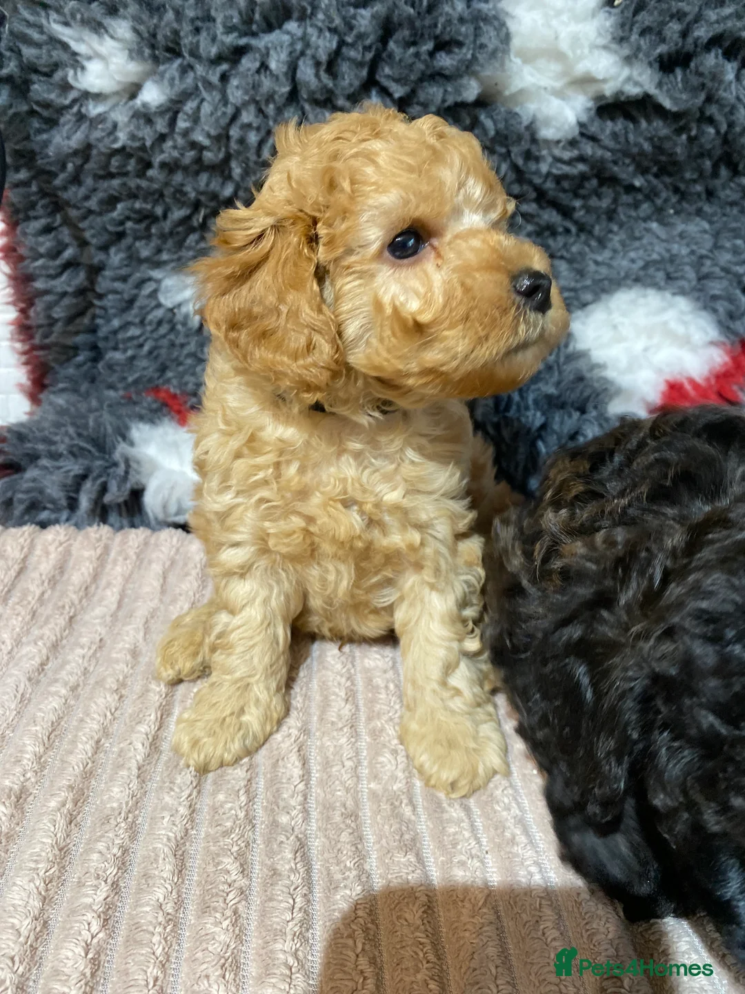 Toy Poodle dogs for sale: Toy Poodles KC Registered Health Tested Parents - Advert 25