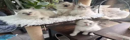 Ragdoll cats for sale: 🏆Sired by Imperial Grand Champion TICA REGISTERED - Advert 5