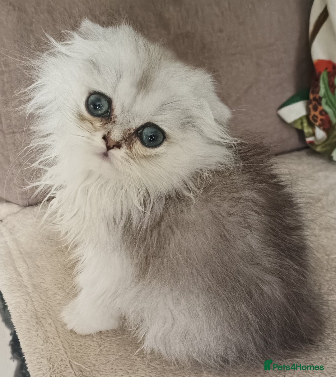 Scottish Fold cats for sale: Scottish Fold Kittens ( Delivery available) - Image 10