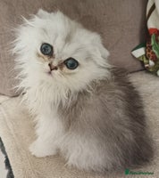 Scottish Fold cats Scottish Fold Kittens ( Delivery available) - Advert 12