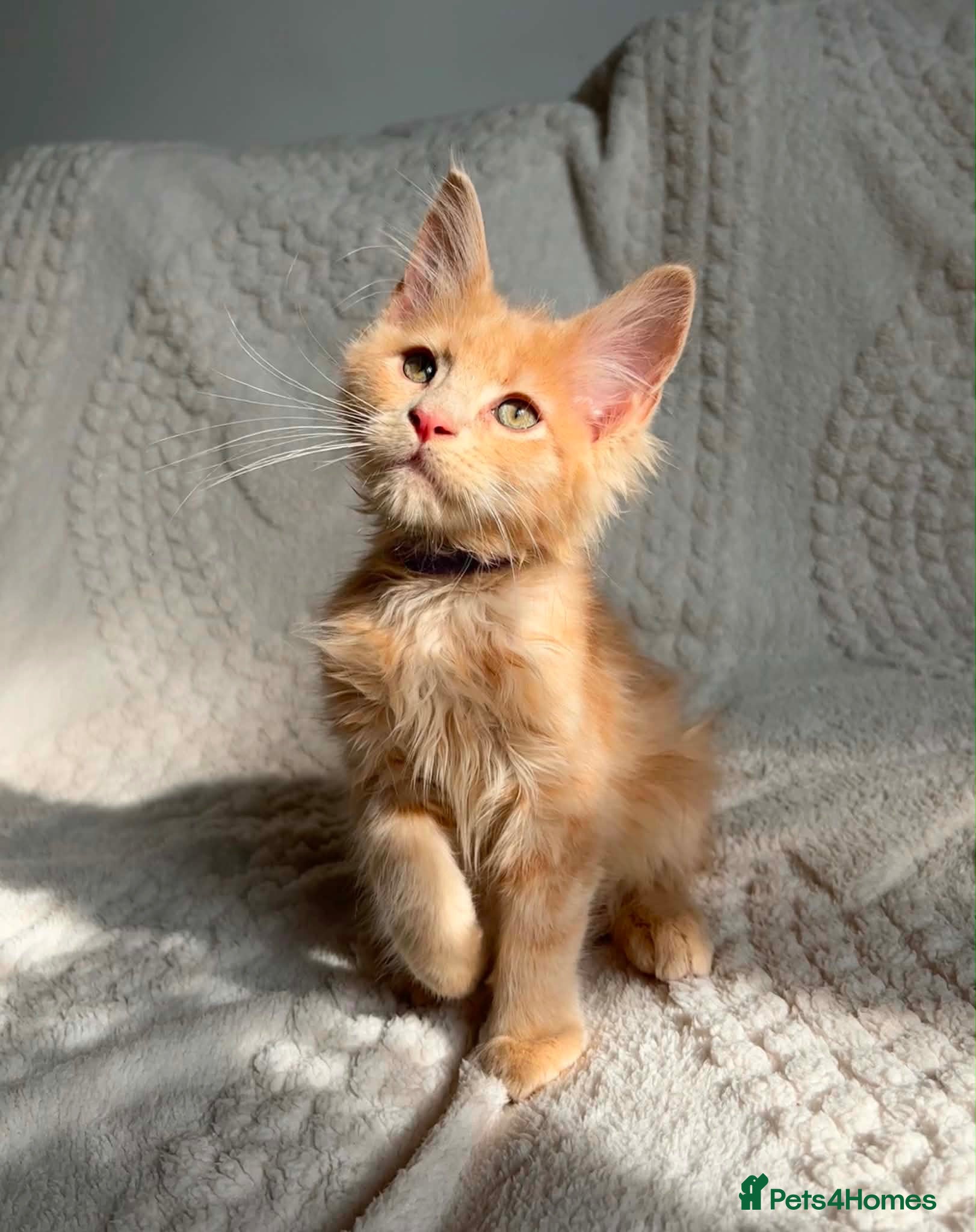 Maine Coon cats Cream Tabby Maine Coon Male Ready Now  - Advert 14