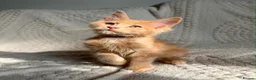 Maine Coon cats for sale: Cream Tabby Maine Coon Male Ready Now  - Advert 4