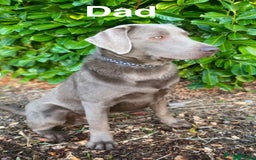 Labrador Retriever dogs for sale: Outstanding KC Registered Silver Labrador Puppies - Image 21