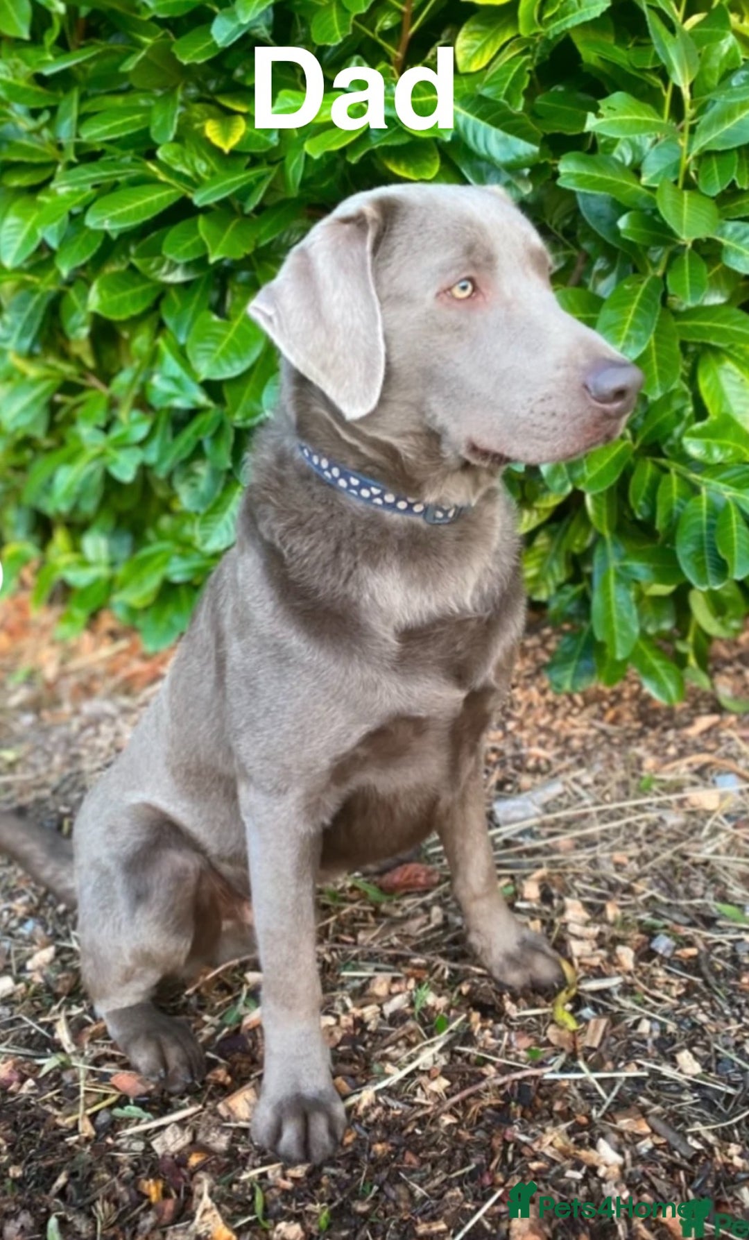 Labrador Retriever dogs for sale: Outstanding KC Registered Silver Labrador Puppies - Image 21