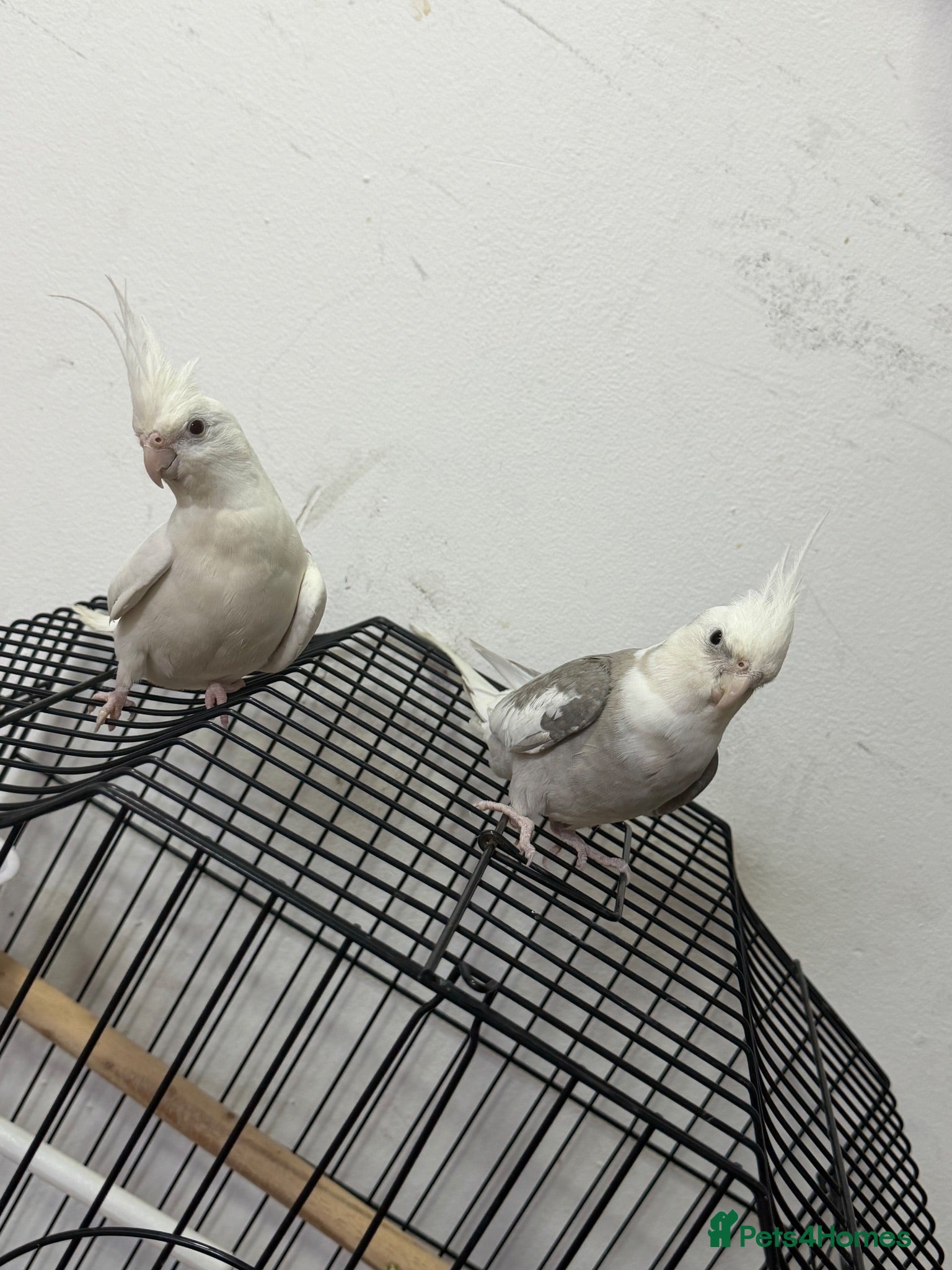 Cockatiels birds     2 Friendly Cockatiels – Male & Female - Advert 4