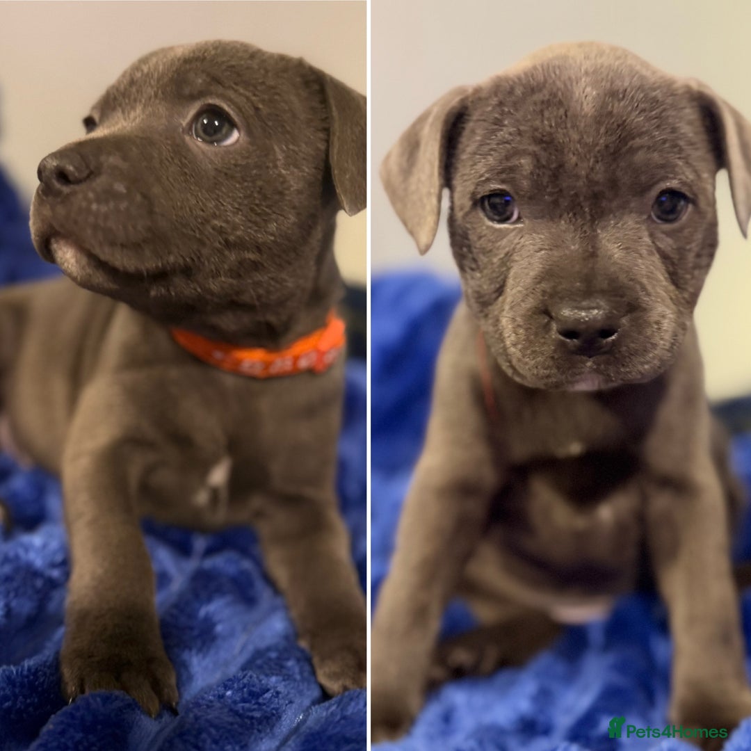 Staffordshire Bull Terrier dogs for sale: KC Registered Exceptional Blue Staffies - Advert 2